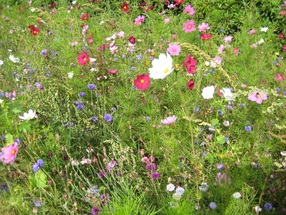 blumen